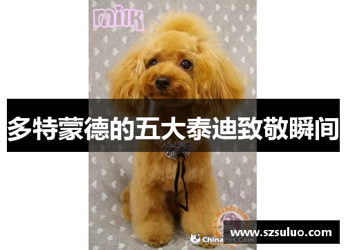 多特蒙德的五大泰迪致敬瞬间